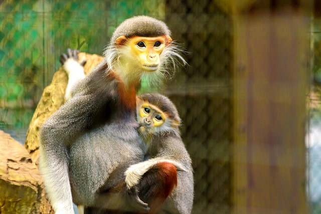 bebe douc qui tete sa mère, allaitement, animal, singe, primate