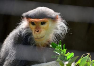 Le douc a pattes rousses, mammifere, primate, singe d'Asie du Sud-Est - Instinct animal