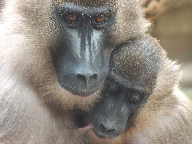 bebe drill et sa maman, primate, babouin, singe afrique de l'ouest