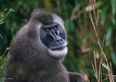 Le drill, mammifere omnivore, primate, singe d'Afrique ressemblant au babouin