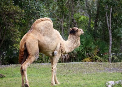 dromadaire, chameau blanc d'arabie, animal, mammifere herbivore, chameau domestique