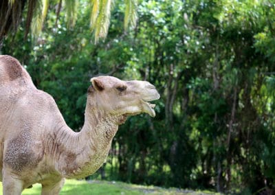 dromadaire, chameau blanc d'arabie, animal, mammifere herbivore, chameau domestique, blatere