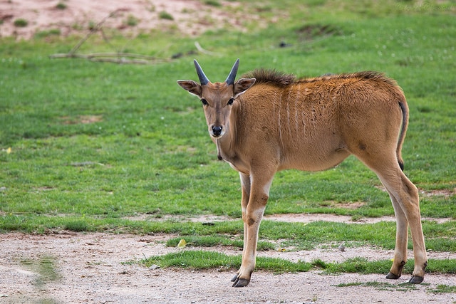 bebe eland du cap, petit eland commun, animal, grande antilope d'afrique