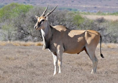 eland du cap, ou eland commun, mammifere herbivore, grande antilope d'Afrique