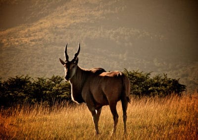 eland du cap, ou eland commun, mammifere herbivore, grande antilope d'Afrique