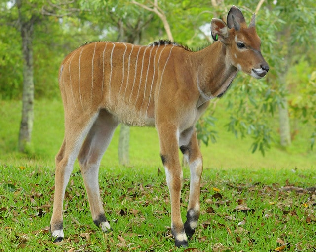bebe eland de derby, jeune eland, animal, eland geant, antilope d'afrique