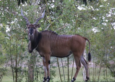Eland de derby ou eland geant, mammifere herbivore, grande espece d'antilope d'Afrique