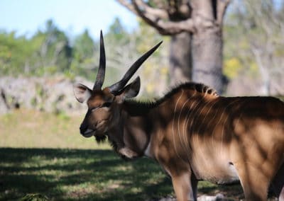 Eland de derby ou eland geant, mammifere herbivore, grande espece d'antilope d'Afrique