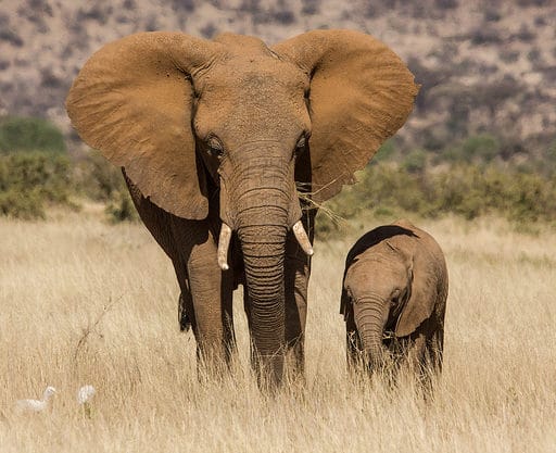 elephant d'afrique, pachyderme, big five, mammifere herbivore