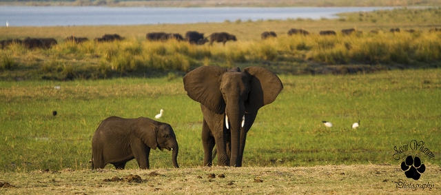 elephant d'afrique, animal, pachiderme, mammifere herbivore de savane d'afrique, defenses
