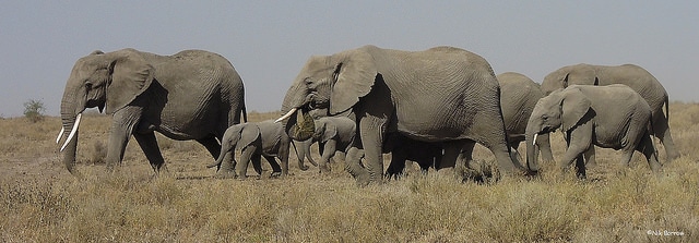 elephant d'afrique, animal, pachiderme, mammifere herbivore de savane d'afrique, defenses, trompe