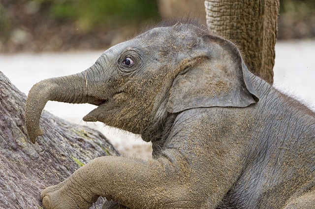 bebe elephant asie, elephanteau, pachyderme, mammifere herbivore