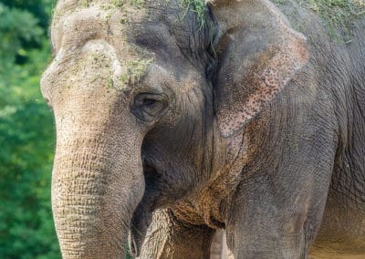 elephant d'asie, indien, animal, mammifere herbivore, pachyderme aux petites oreilles, trompe