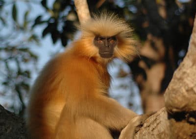 entelle doré, langur dore, animal, singe, primate d'asie, menace de disparition