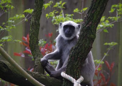 entelle, singe, langur gris sacré, semnopithèque, primate d'Asie, longue queue