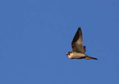 faucon pelerin, oiseau de proie, rapace, falconidés, vitesse record en vol piqué