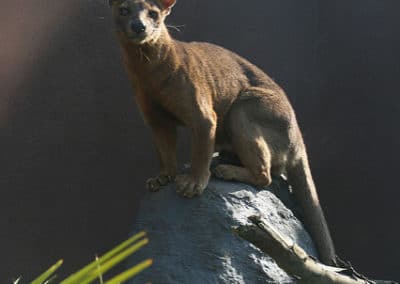 fossa, animal, cryptoprocte feroce, mammifere carnivore, felin de madagascar