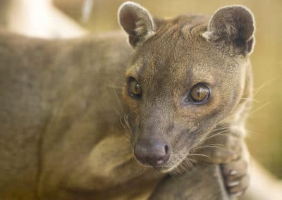 fossa, animal, cryptoprocte feroce, mammifere carnivore, felin de madagascar