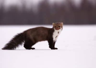 la fouine, animal, petit mammifere carnivore, mustelide d'europe, fourrure, martre