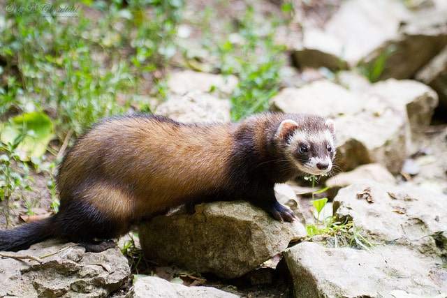 Furet : Fiche descriptive complète avec photos - Instinct animal