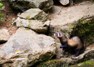 le furet, animal domestique, mammifere carnivore famille des mustelides