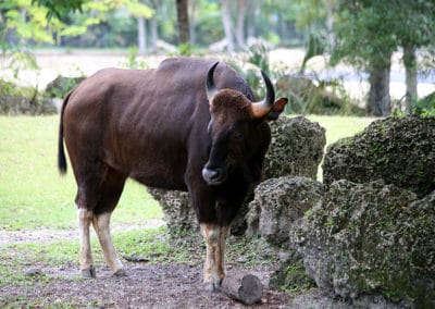 gaur, gayal, animal, mammifere herbivore d'asie du sud est, le plus gros bovidé sauvage