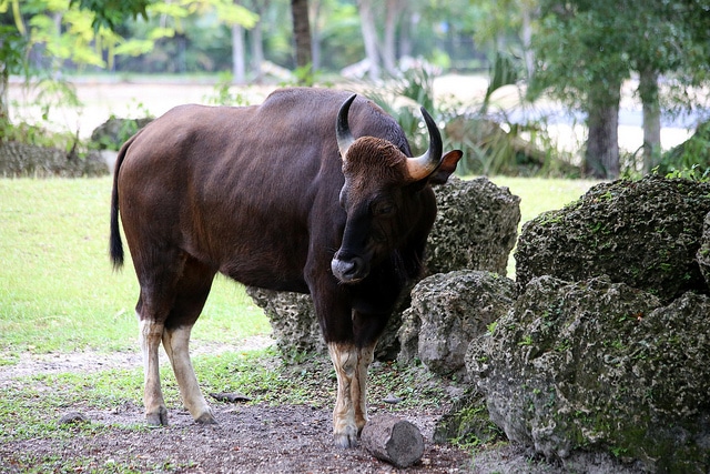 Gaur (Gayal) : description du plus grand bovidé au monde - Instinct Animal