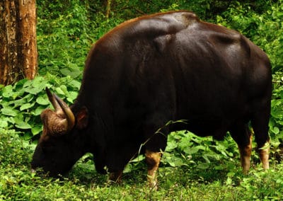 gaur, gayal, animal, mammifere herbivore d'asie du sud est, le plus gros bovidé sauvage