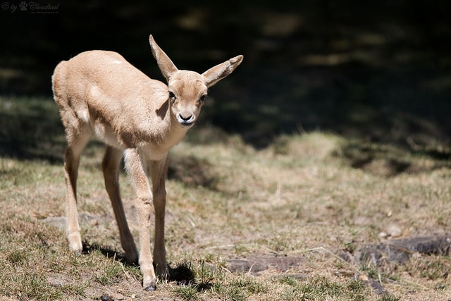 bebe gazelle a goitre, queue noire, jeune gazelle, mammifere herbivore d'asie