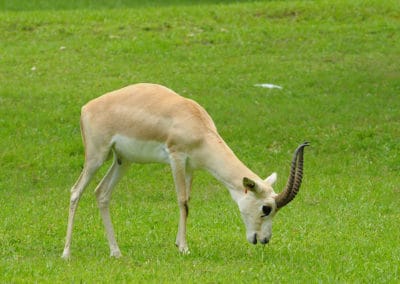 gazelle a goitre, gazelle a queue noire, perse, animal, mammifere herbivore, bovide d'asie