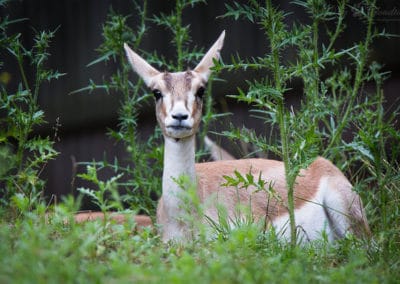 gazelle a goitre, gazelle a queue noire, perse, animal, mammifere herbivore, bovide d'asie