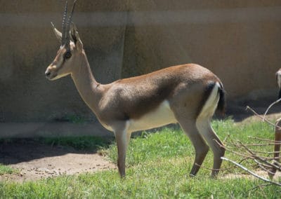 gazelle de cuvier, gazelle de l'atlas, mammifere d'afrique du nord, animal en danger d'extinction
