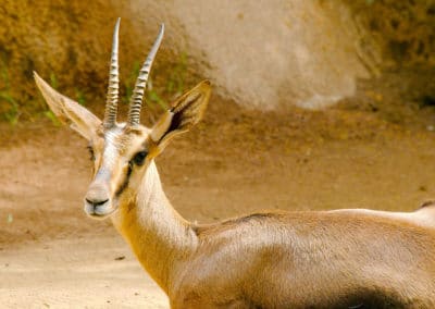 gazelle de cuvier, gazelle de l'atlas, mammifere d'afrique du nord, animal en danger de disparition