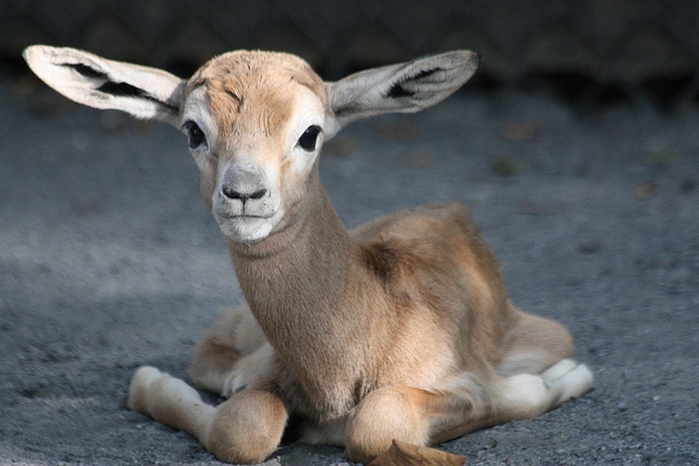petit bebe gazelle dama, jeune gazelle, animal, mammifere herbivore d'afrique du nord
