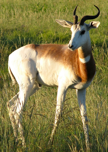 gazelle dama, animal, mammifere d'afrique du nord