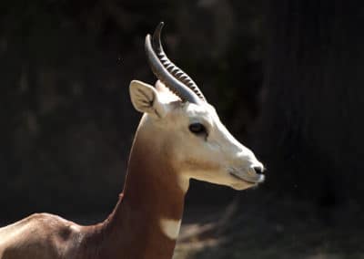 gazelle dama, animal, mammifere d'afrique du nord en danger critique de disparition