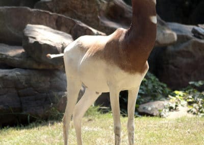 gazelle dama, animal, mammifere d'afrique du nord en danger d'extinction