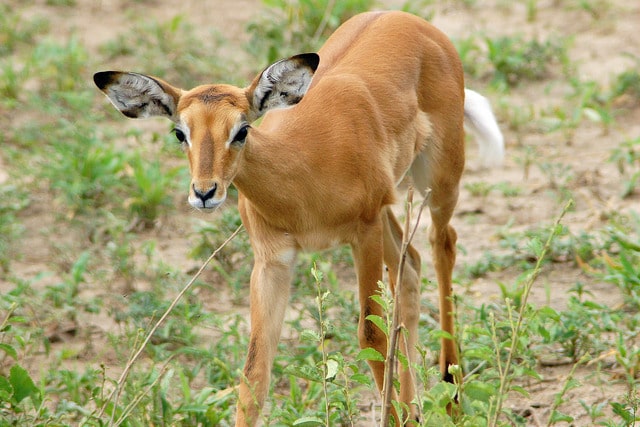 bebe gazelle de grant, jeune gazelle, mammifere herbivore d'afrique de l'est