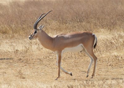 la gazelle de grant, animal, mammifere herbivore, bovide d'afrique de l'est