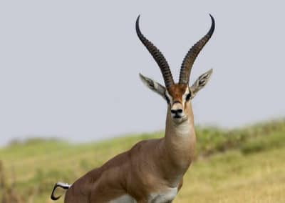 la gazelle de grant, animal, mammifere herbivore, bovide d'afrique de l'est
