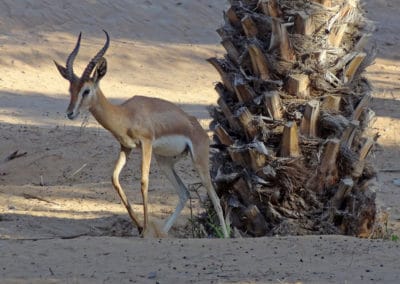 gazelle de montagne, d'arabie, Edmi, animal, mammifere herbivore du moyen orient