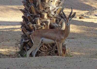 gazelle de montagne, d'arabie, Edmi, animal, mammifere herbivore du moyen orient