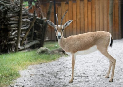 gazelle de rhim, des sables, leptocere, animal d'afrique du nord, cornes fines