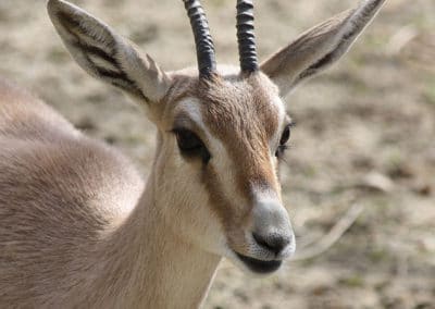 gazelle de rhim, des sables, leptocere, animal d'afrique du nord, cornes fines