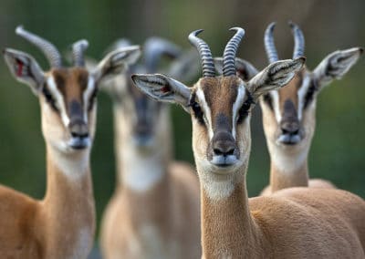 gazelle de sommering, animal, mammifere herbivore, bovide de la corne de l'afrique