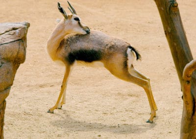 gazelle de speke photo, animal, mammifere herbivore, corne de l'afrique, petite gazelle