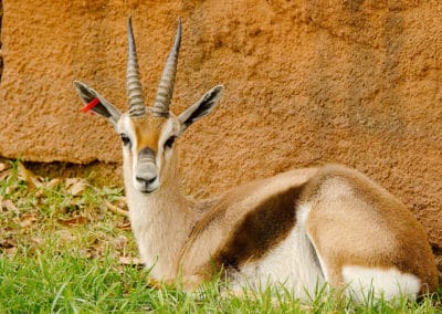 gazelle de speke photo, animal, mammifere herbivore, corne de l'afrique, petite gazelle