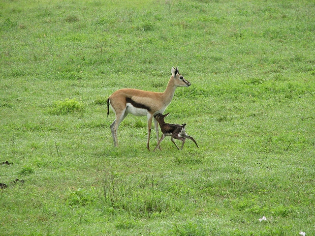 petit bebe gazelle de thomson, jeune et sa maman, photo, instinct animal