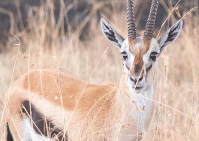 gazelle de thomson, thommie, animal, mammifere herbivore, antilope d'afrique