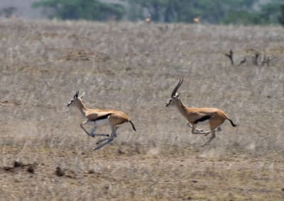 gazelle de thomson, thommie, animal, mammifere herbivore, antilope d'afrique